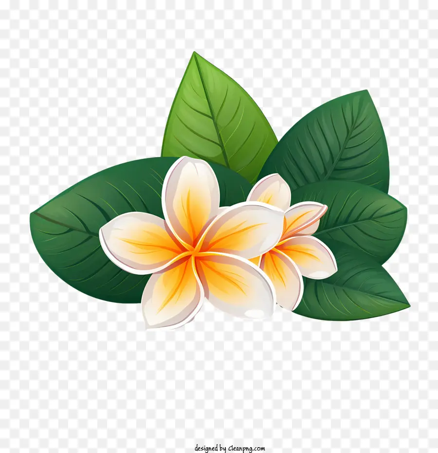 Frangipani цветок，оранжевый PNG