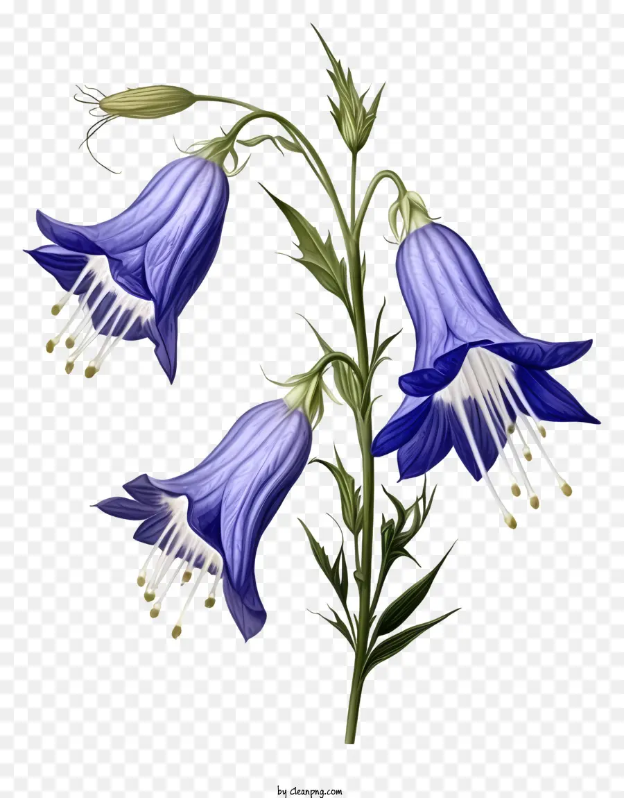 Blue Bell Flower，Белые лепестки PNG
