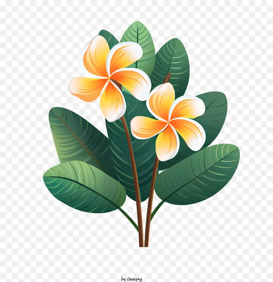 Frangipani цветок，плюмерия PNG