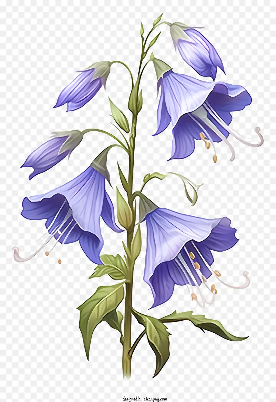 Голубой цветок，длинные листья PNG