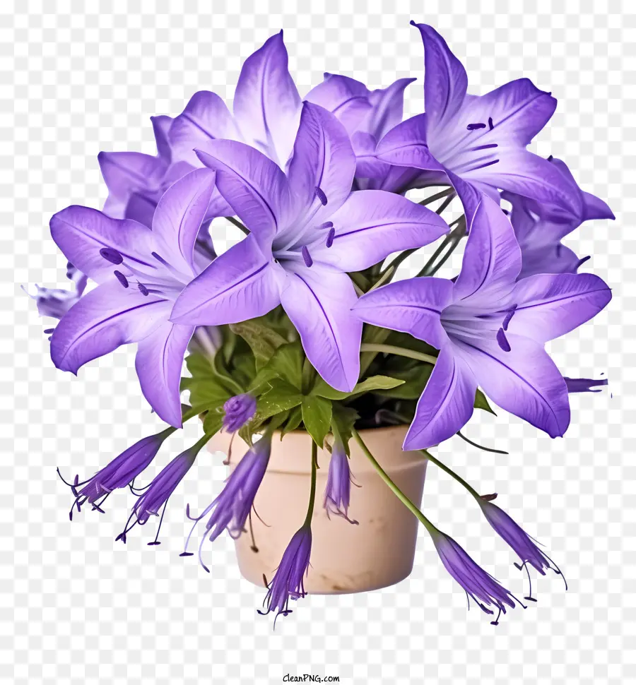 пурпурные и белые лилии，Ваза PNG