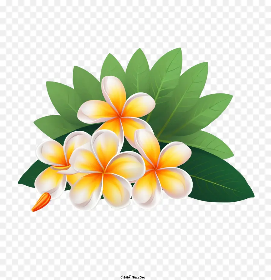 Frangipani цветок， PNG