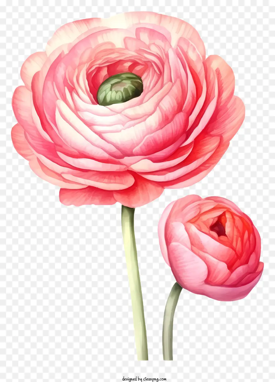 розовый цветок，Трехлетний цветок PNG