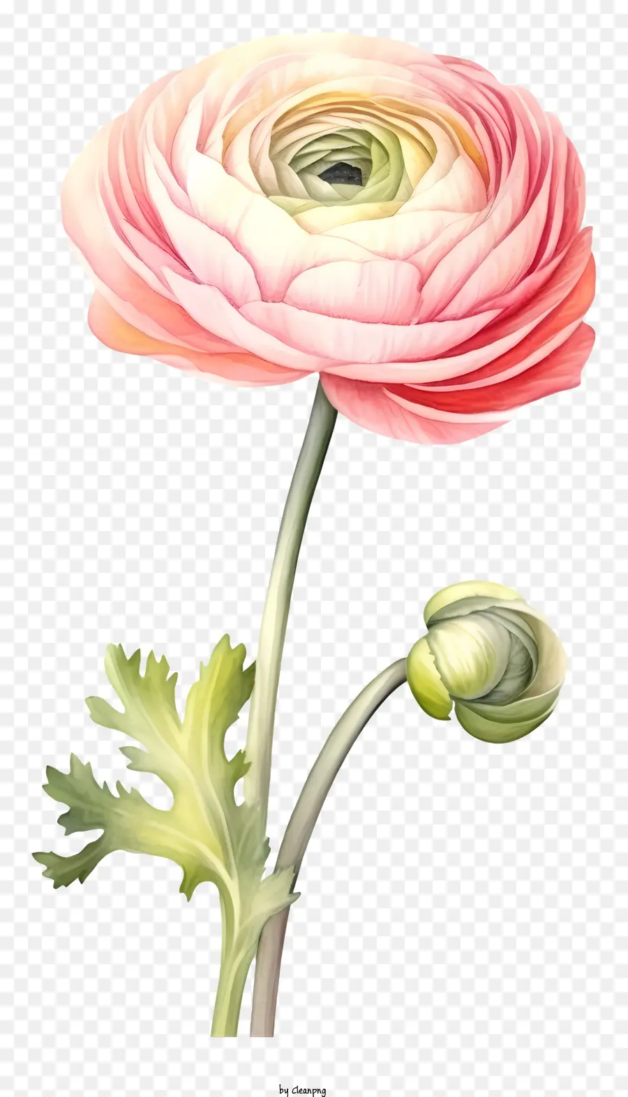 Розовый анемон цветок，тычинка и пистиль PNG