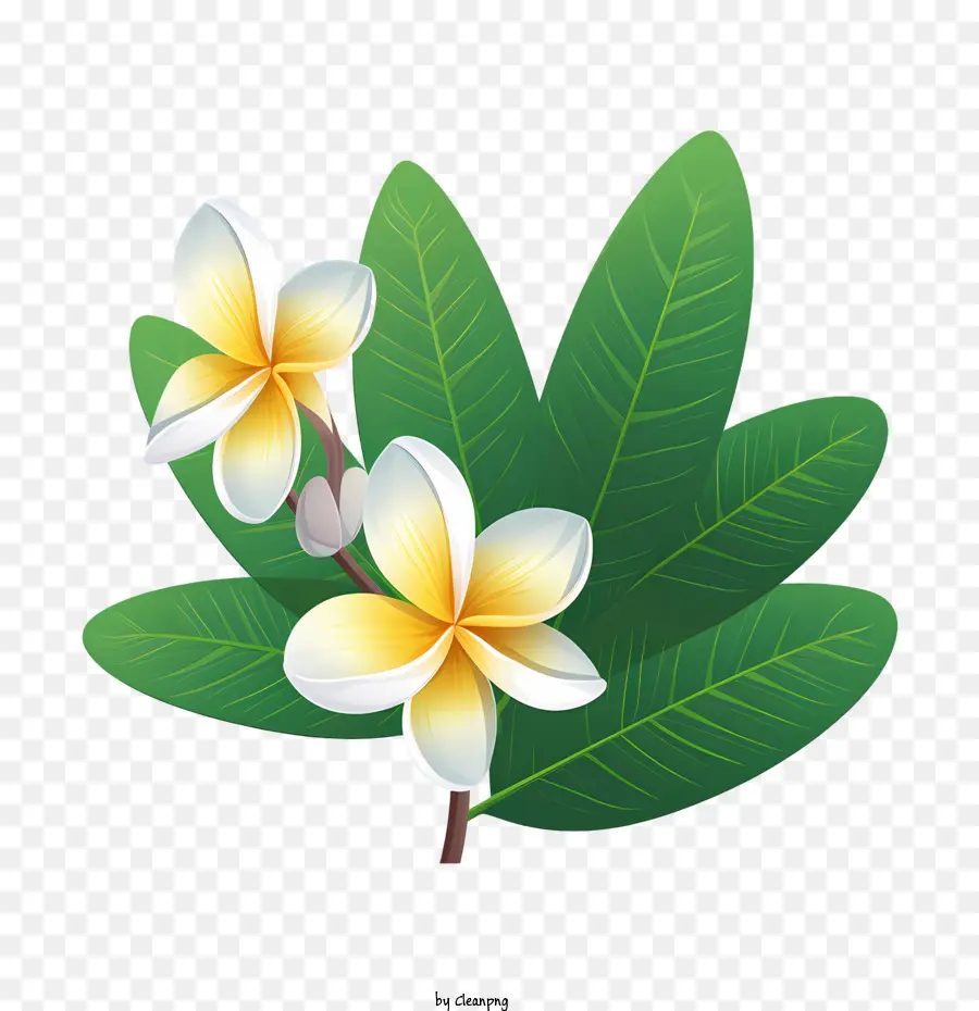 Frangipani цветок，цветок PNG