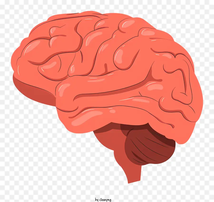 человеческий мозг，левое полушарие PNG