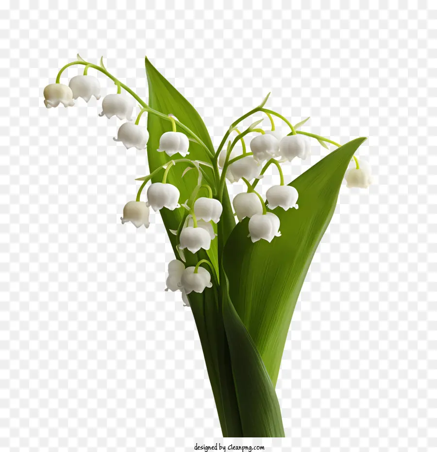 Ландыш，белые цветы PNG