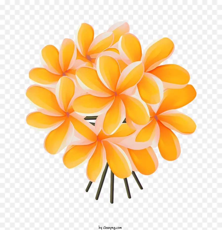 Frangipani цветок，оранжевый PNG