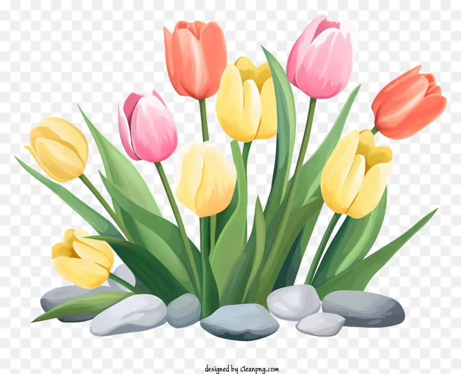 Colorful Tulips，Скалистый сад PNG
