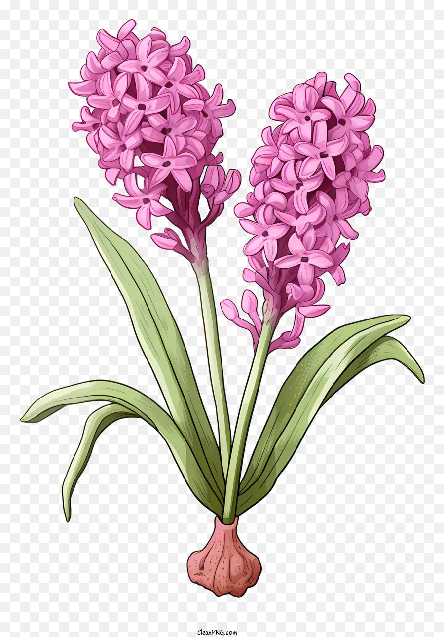 Pink Hylis Flower，зеленые листья PNG