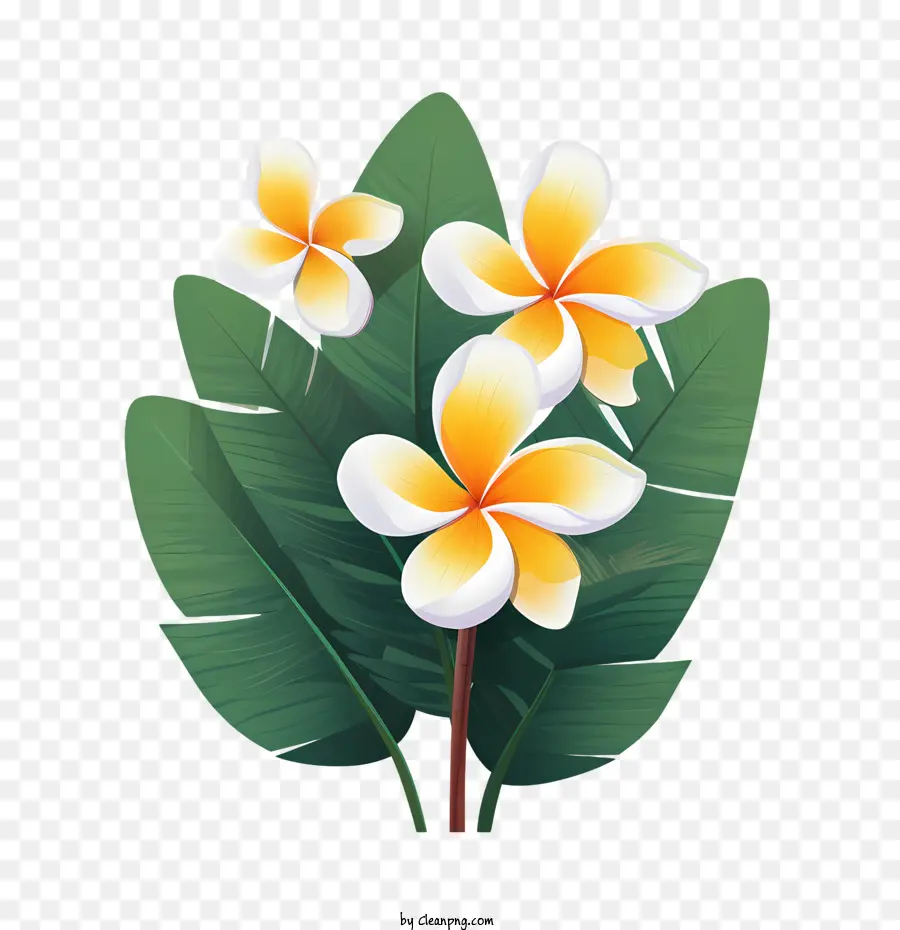 Frangipani цветок，цветочные PNG