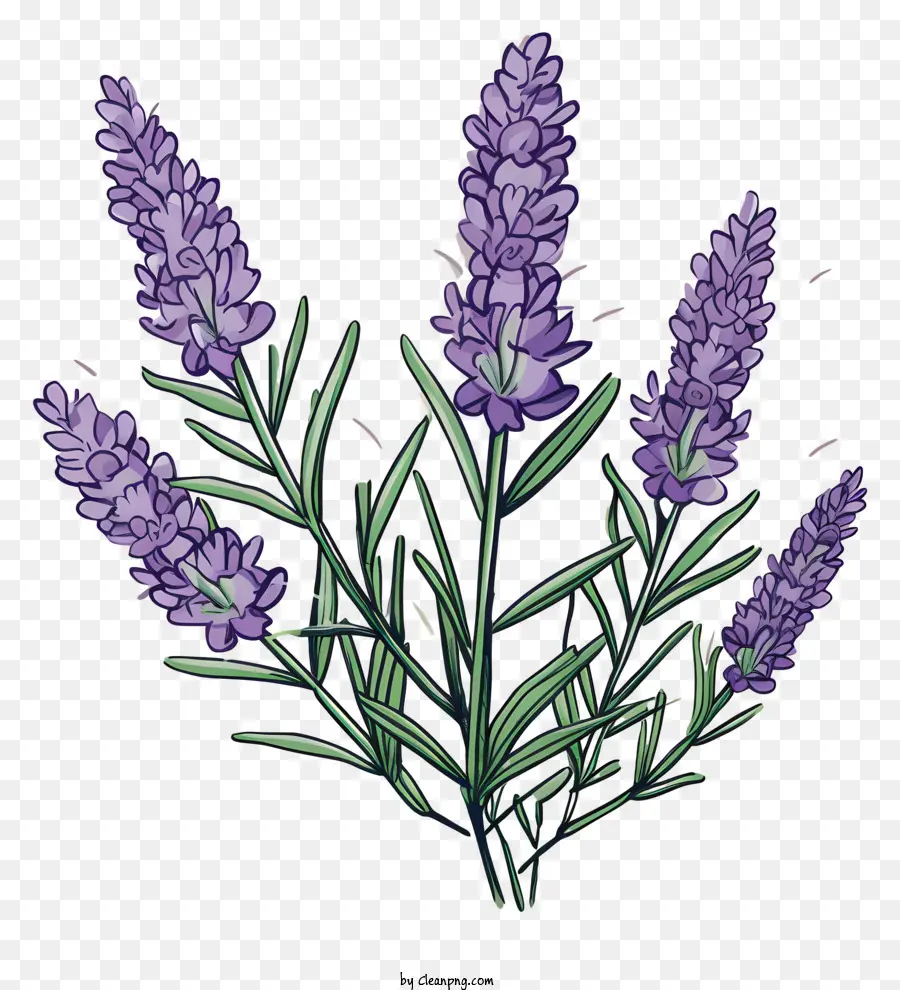 Лавандовые цветы，фиолетовые цветы PNG
