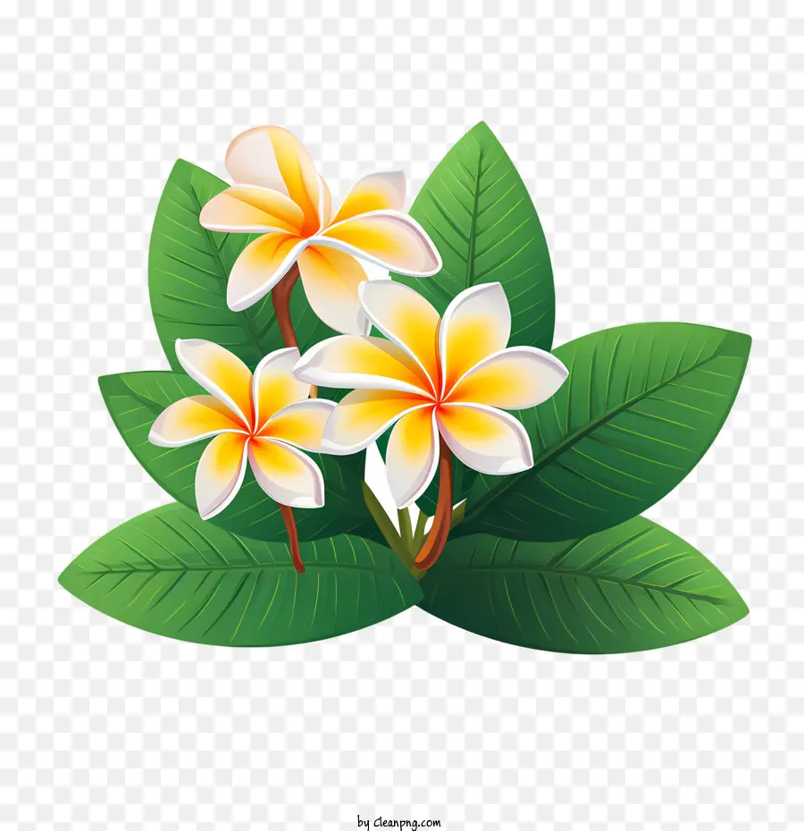 Frangipani цветок，плюмерия PNG