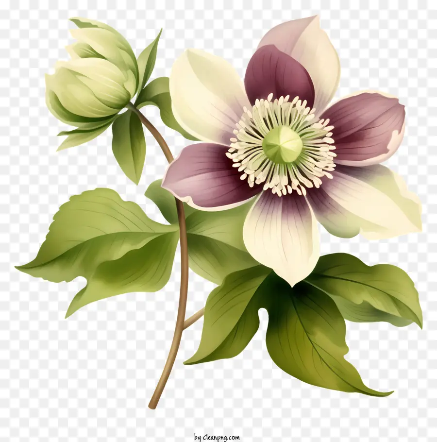 Клематис Цветок，фиолетовый и белый цветок PNG