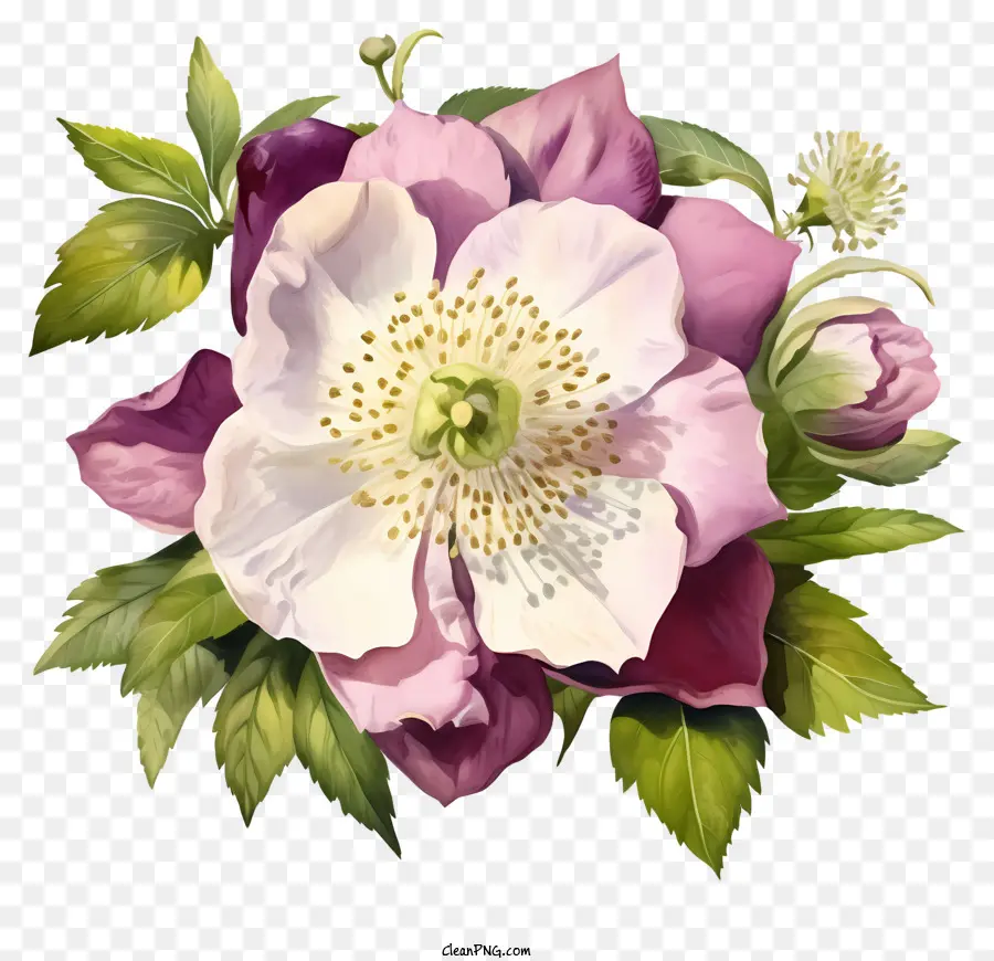 розовый и белый цветок，округлые лепестки PNG