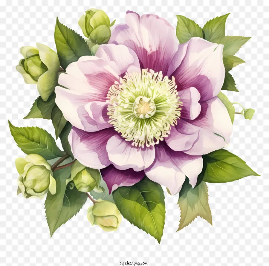 акварельная живопись，фиолетовый цветок PNG