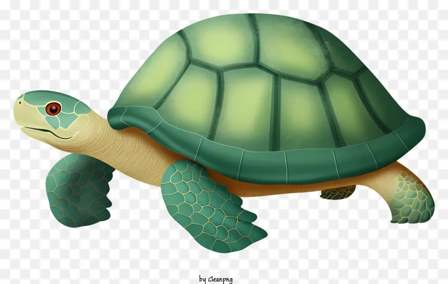 зеленая черепаха，длинная черепаха PNG