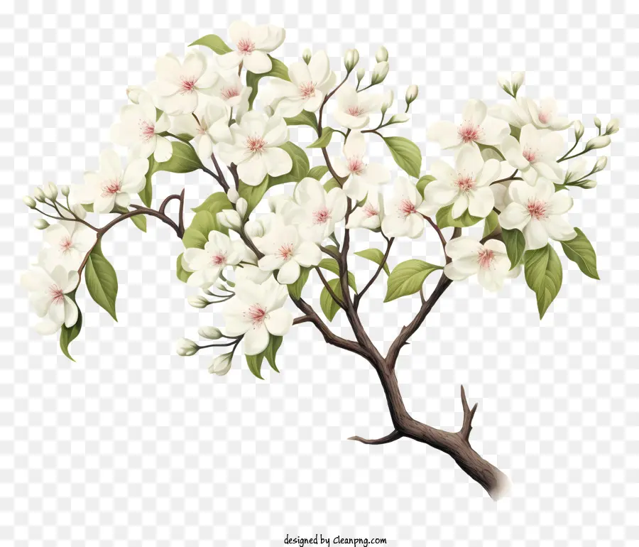 Белое цветущее дерево，белые цветы PNG