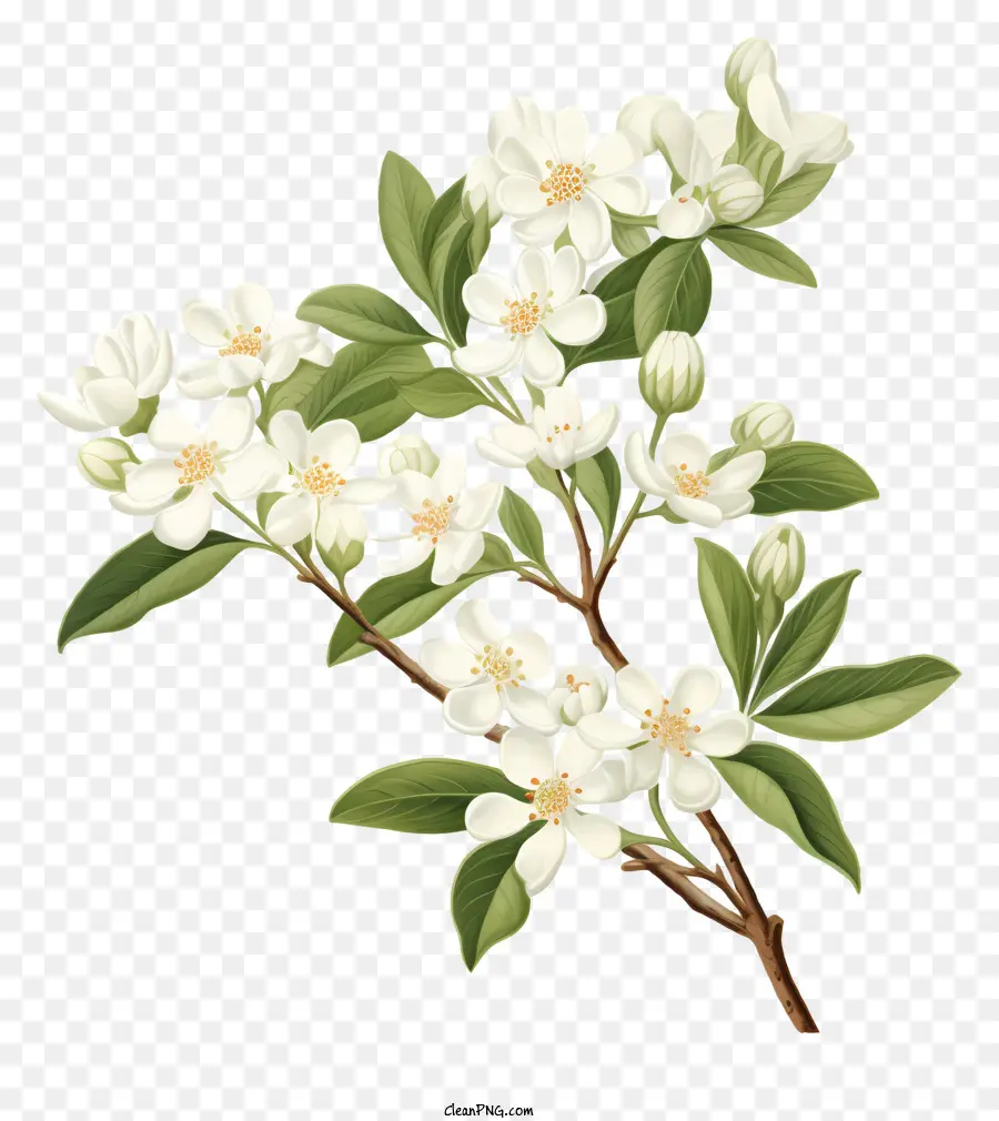 Белая яблоня，белые цветы PNG