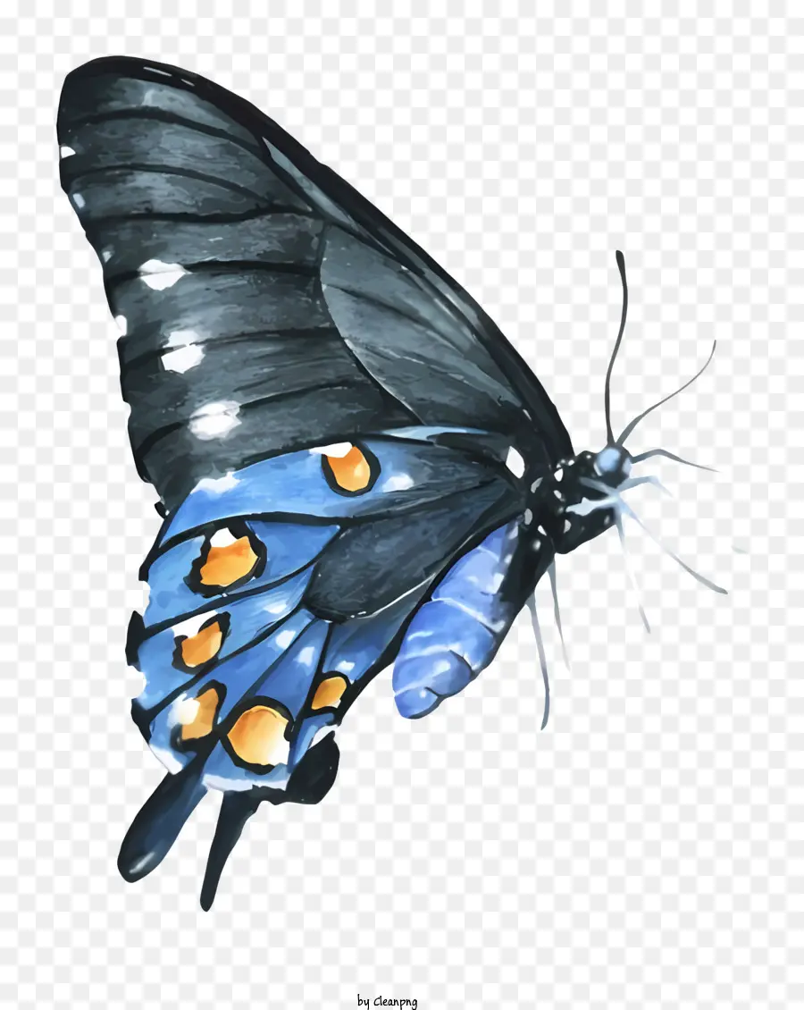 черная и синяя бабочка，бабочка с оранжевыми пятнами PNG