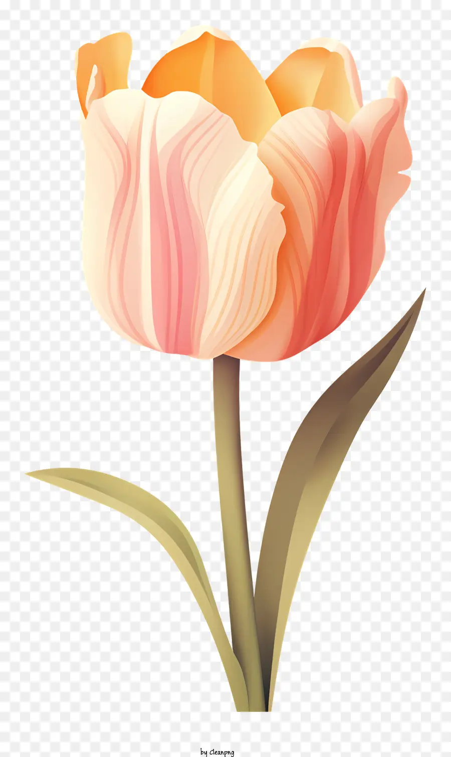 розовый тюльпан，Цветочная символика PNG