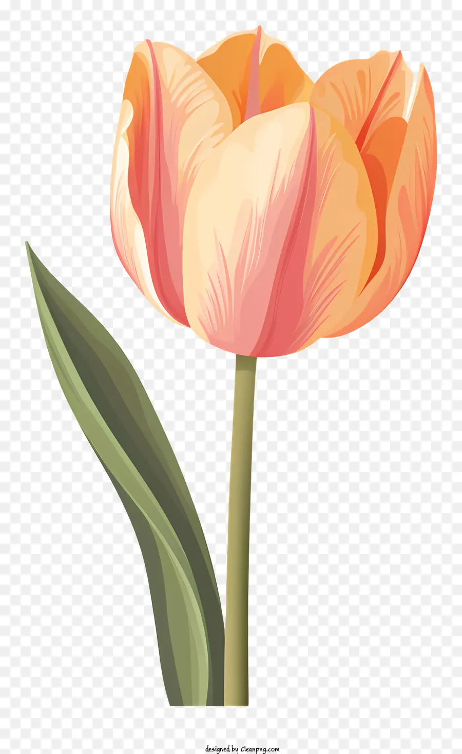 тюльпан цветок，Одиночный тюльпан PNG