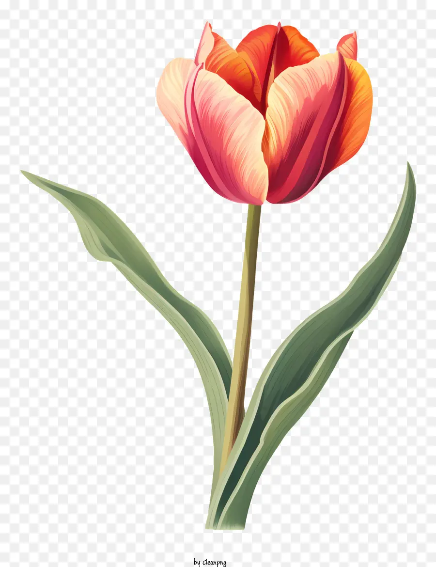 красный тюльпан，цветок PNG