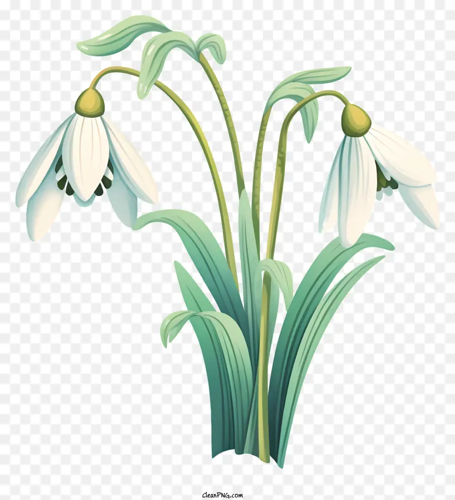 белый цветок，Шамрок форма PNG