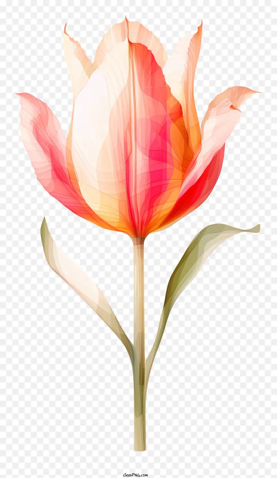 розовый тюльпан，цветок PNG
