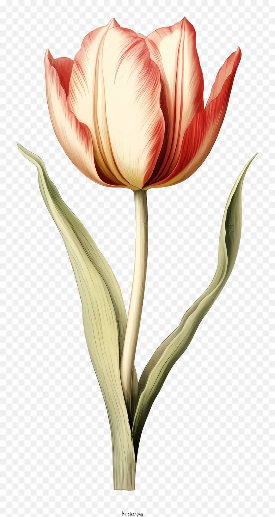 розовый тюльпан，Винтаж иллюстрация PNG