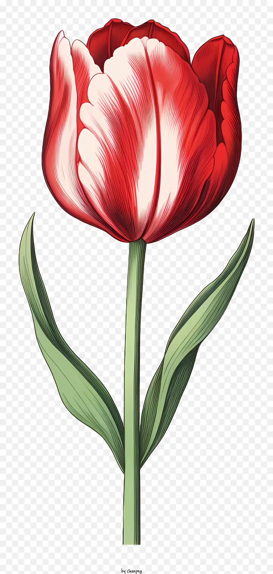 красный тюльпан，цветок PNG