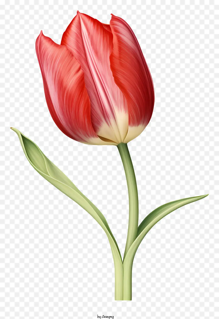 красный тюльпан，цветок фотографии PNG