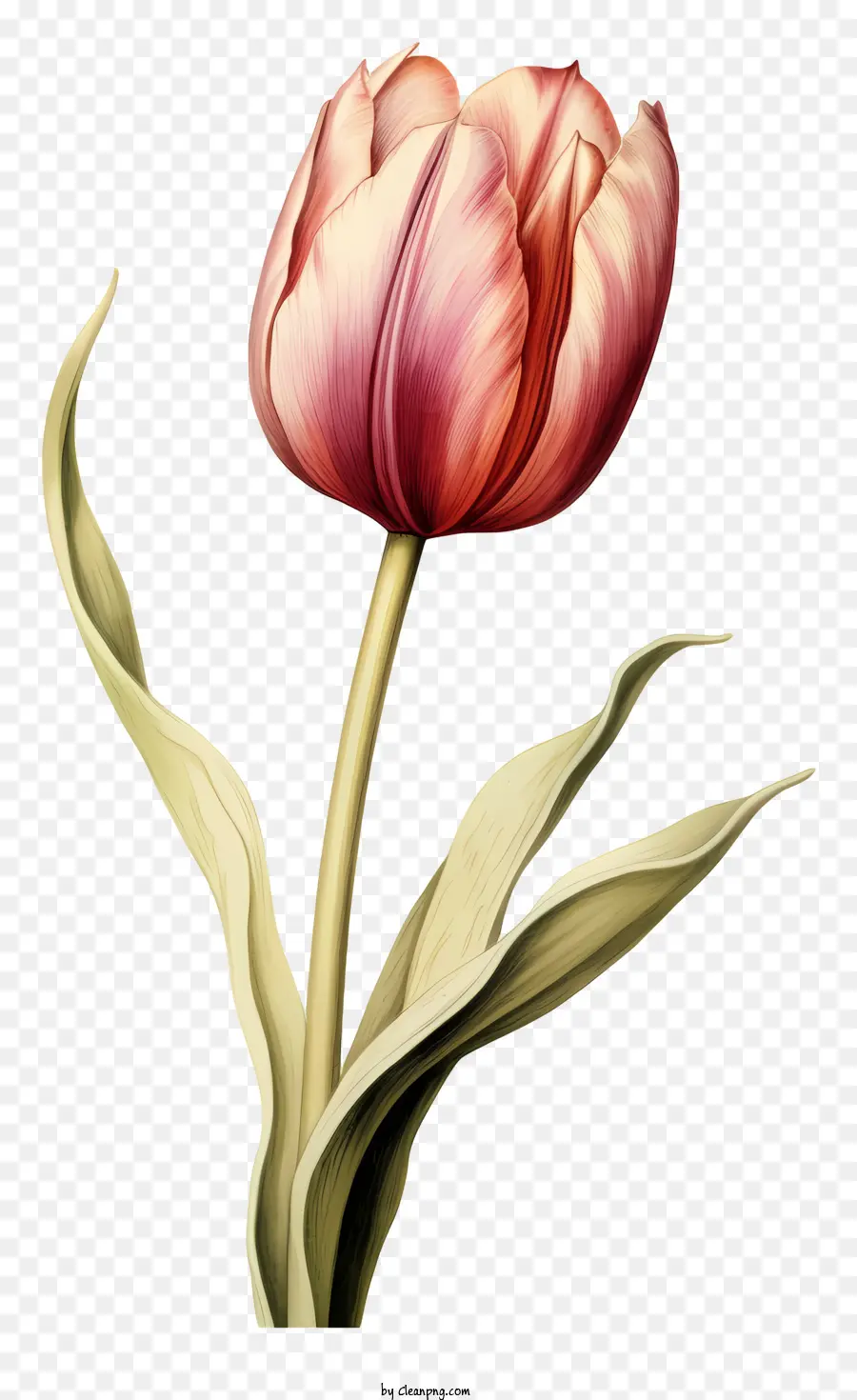 розовый тюльпан，цветок PNG