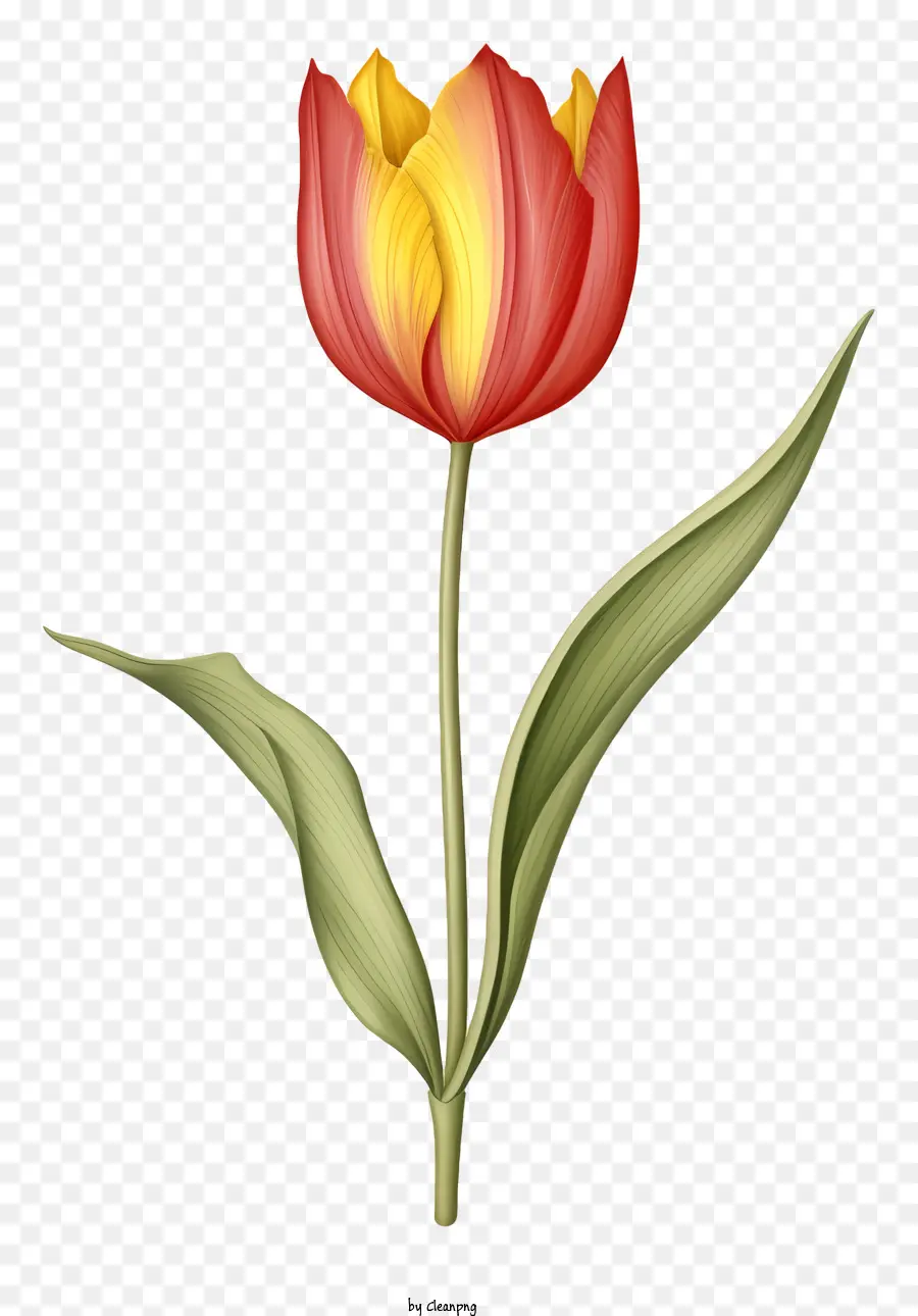 красный тюльпан，Одиночный тюльпан PNG