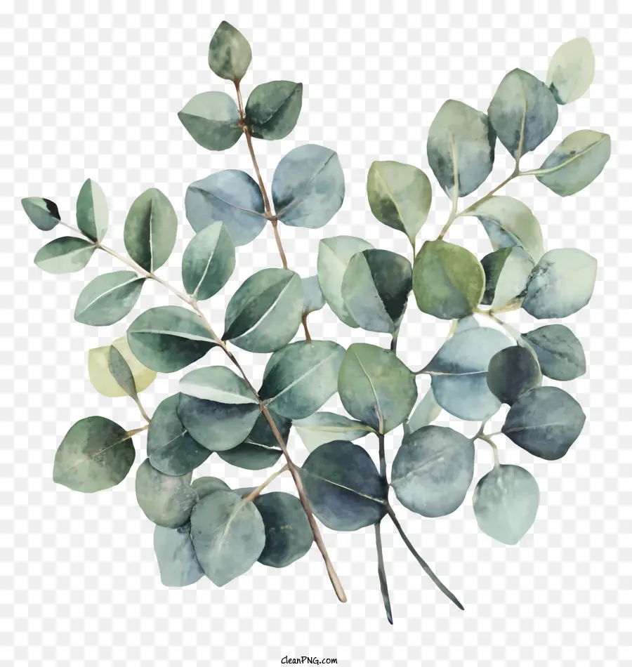 акварельные листья，ветка с листьями PNG
