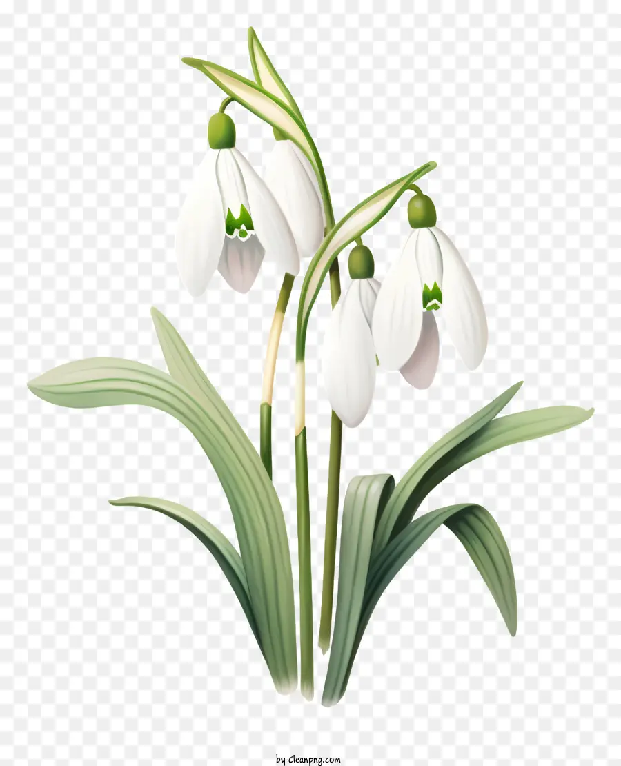Снежный цветок，черный и белый цветок PNG