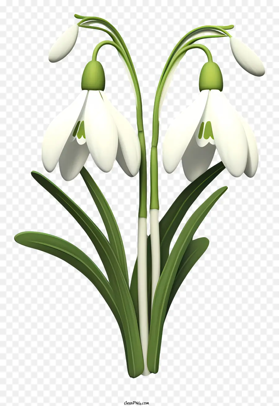 подснежники，белые цветы PNG