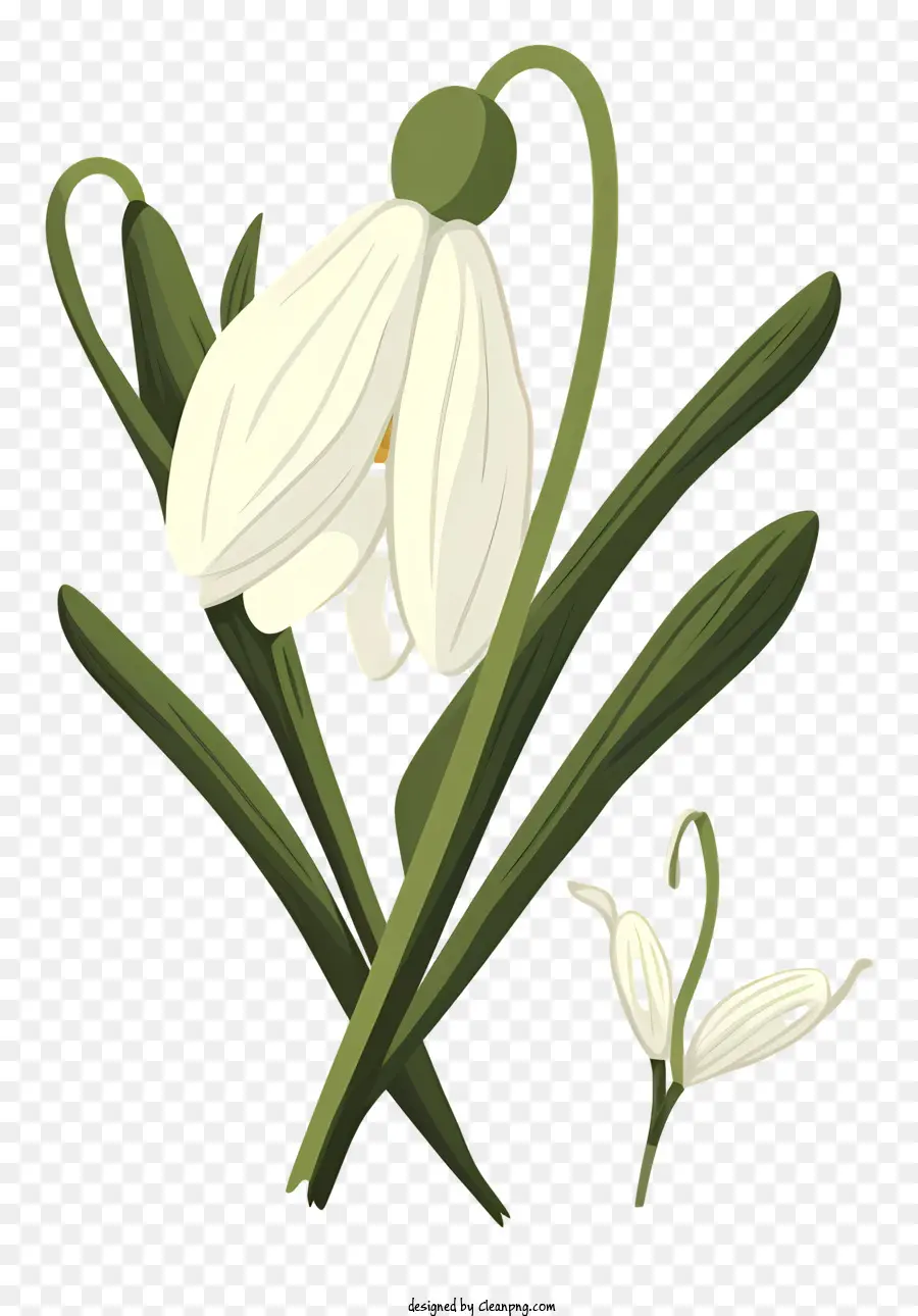 белый цветок，Дейзи PNG