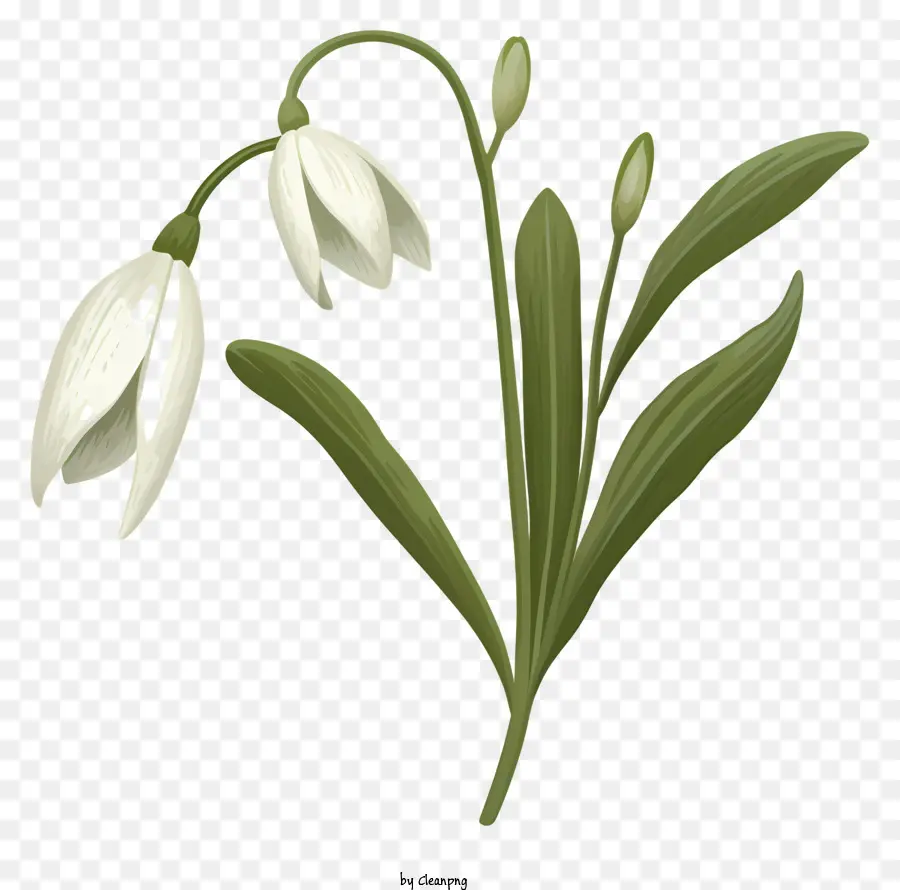 Снежный цветок，белый цветок PNG