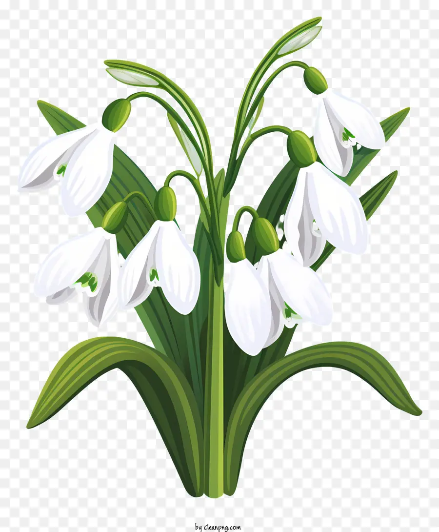 подснежники，белые цветы PNG