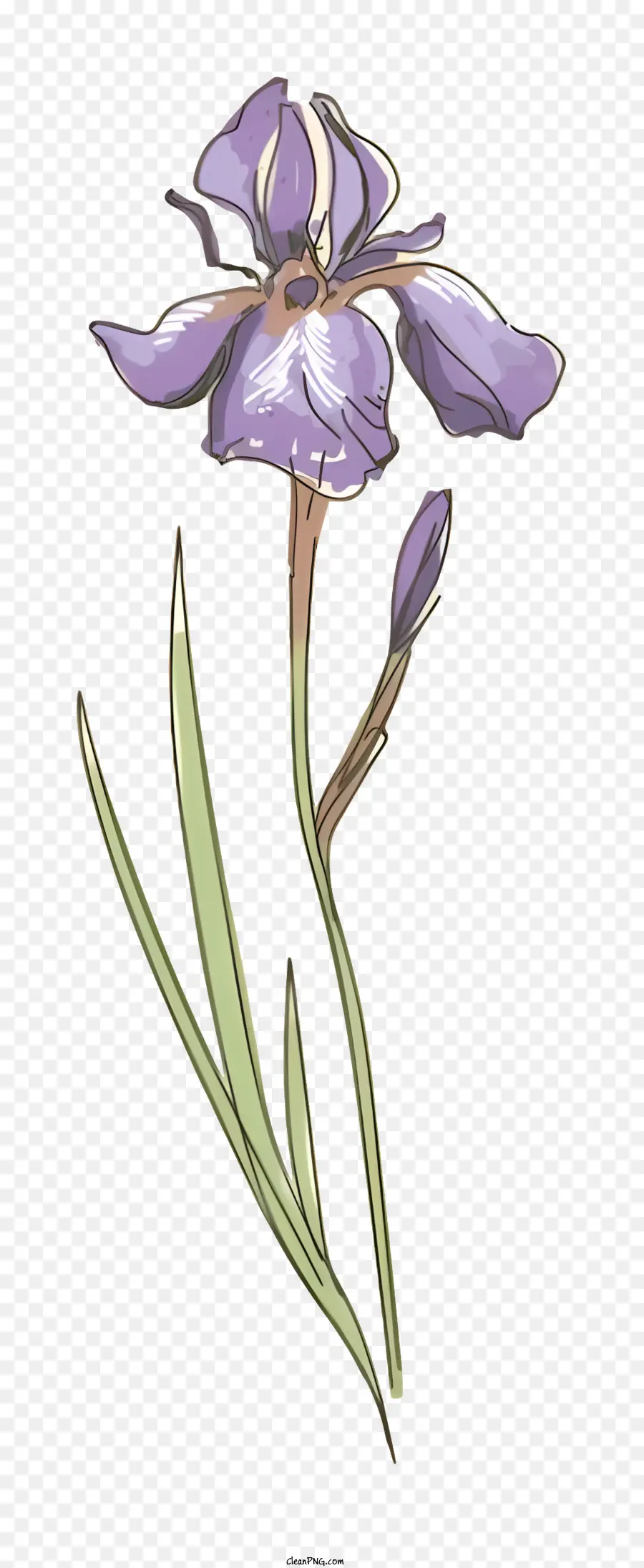 Фиолетовый цветок радужной оболочки，стебель цветок радужной оболочки PNG