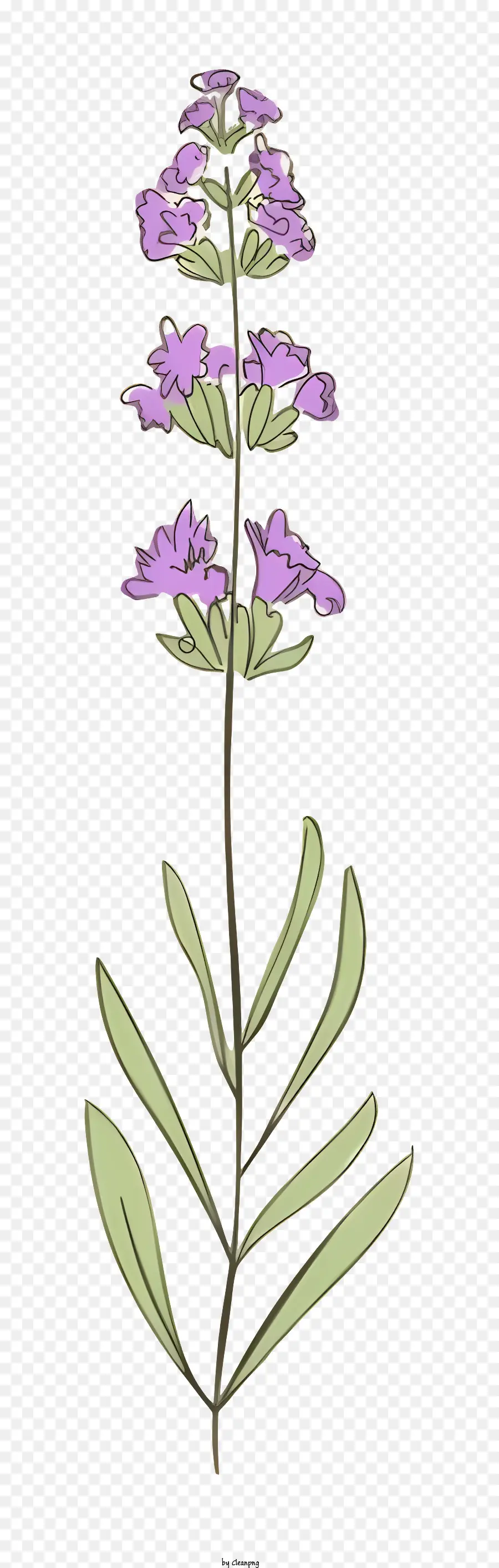 посадить с пурпурными цветами，Фиолетовое цветущее растение PNG