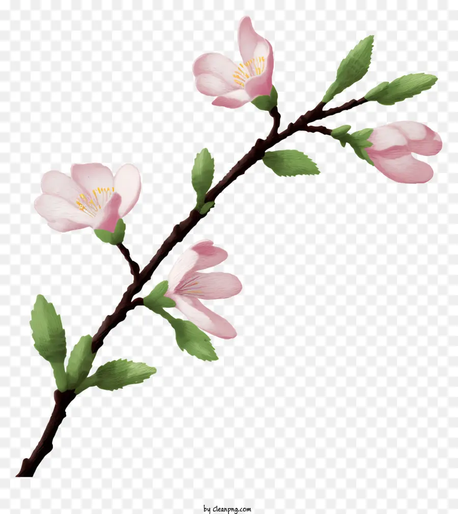 Вишни，Розовые цветы PNG