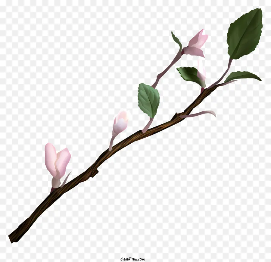 ветка дерева，розовые цветы PNG
