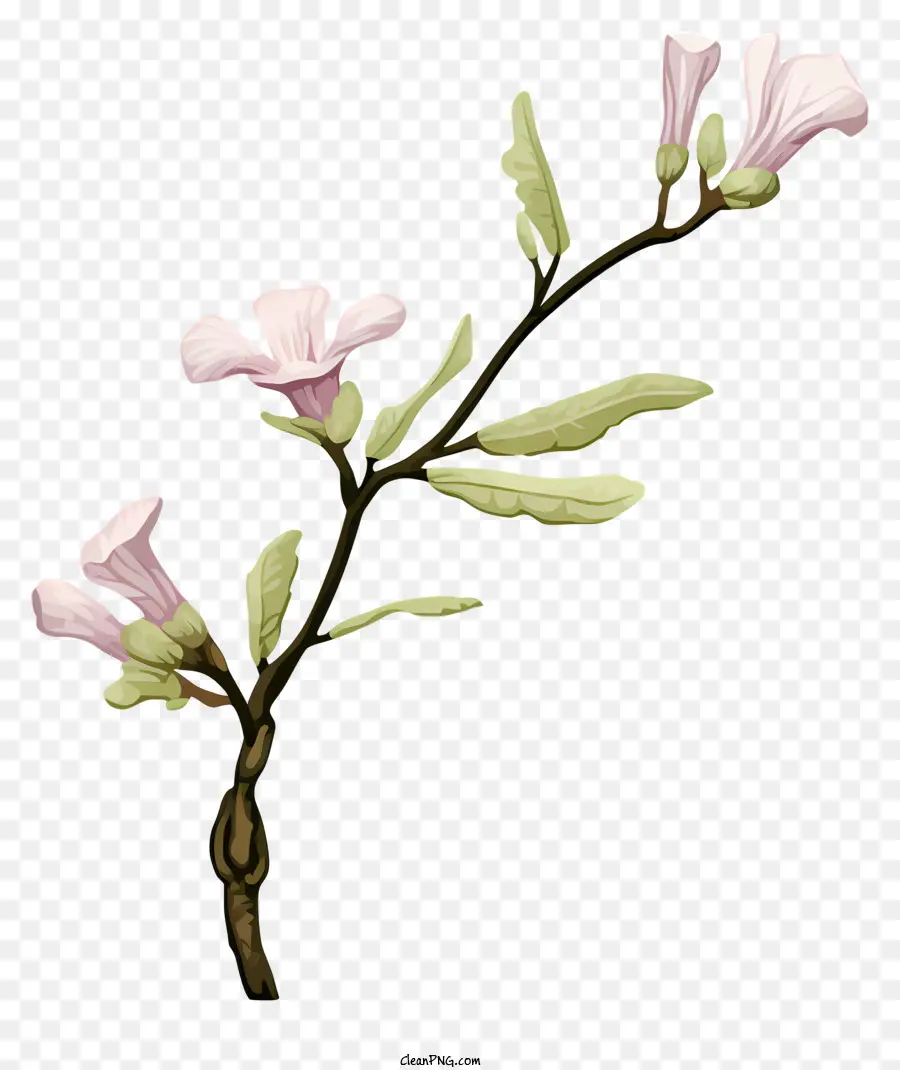 Розовые цветы，Стебель с цветами PNG