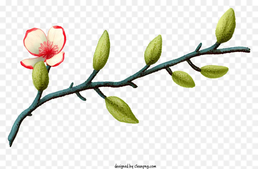 ветка дерева，розовые цветы PNG