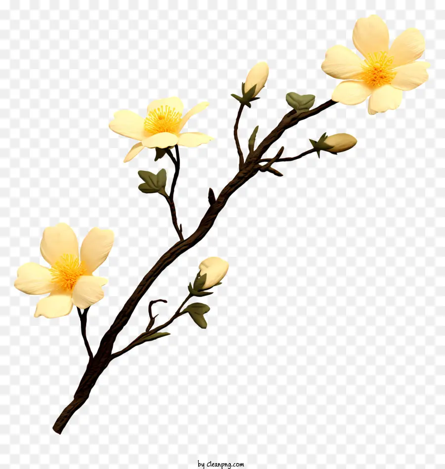 белый цветок，желтые лепестки PNG