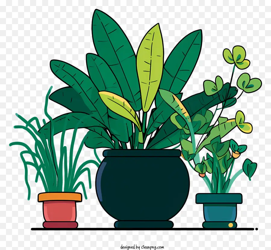 растения，папоротники PNG