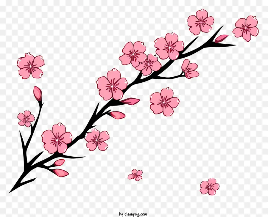 Вишни，Цветение вишневого дерева PNG