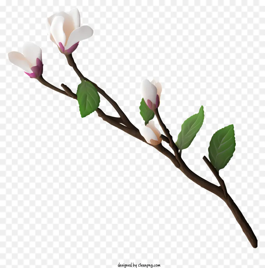 ветка дерева，белые цветы PNG